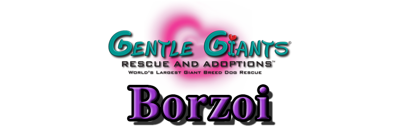 Borzoi at Gentle Giants Rescue and Adoptions